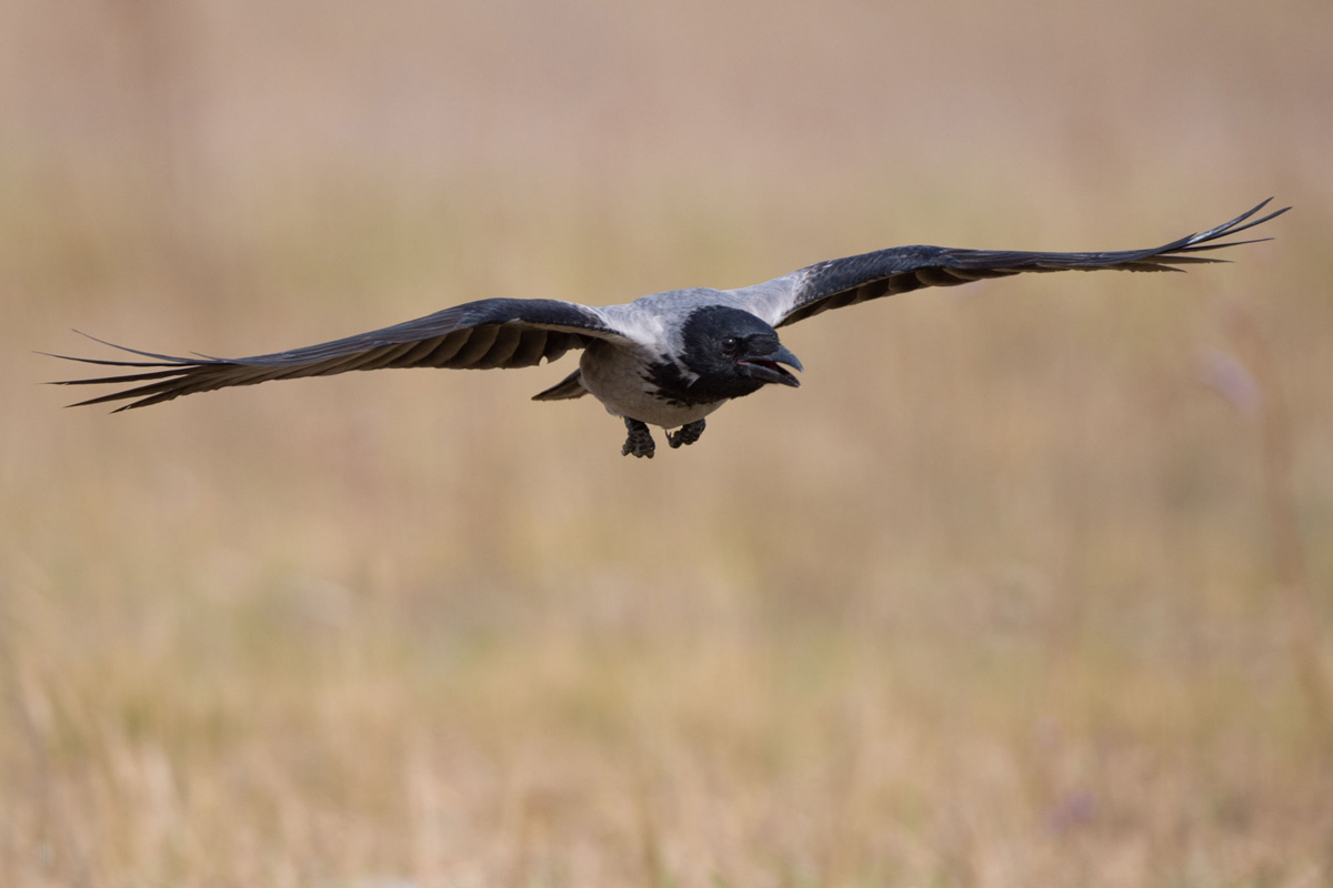 Hooded Crow