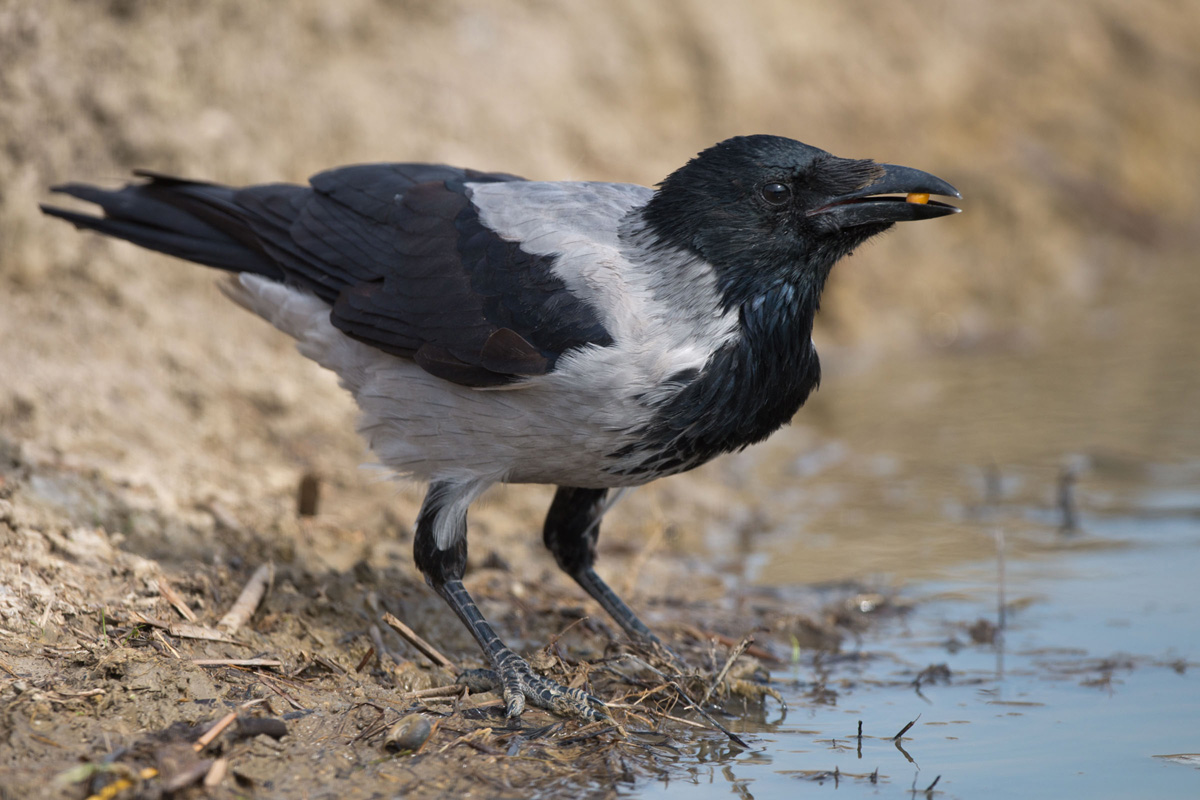 Hooded Crow
