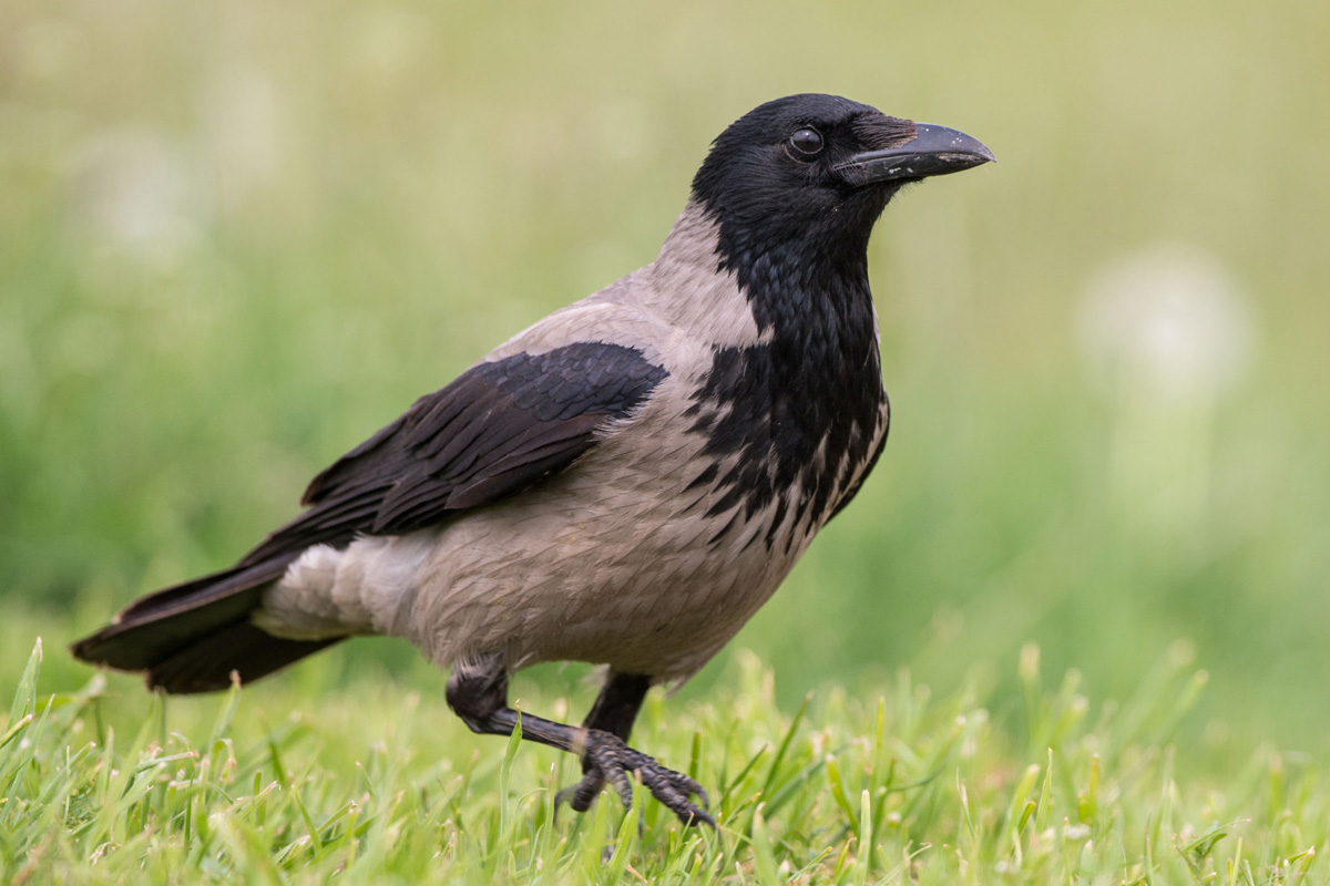 Hooded Crow