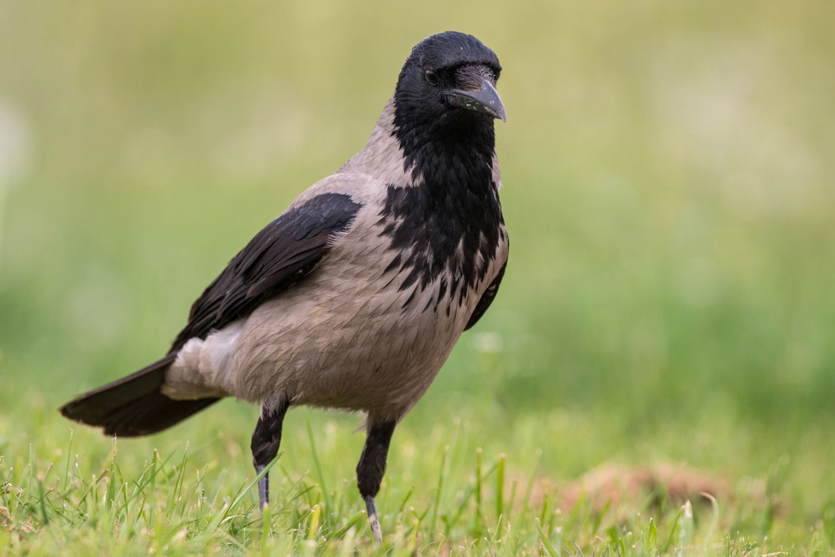 Hooded Crow