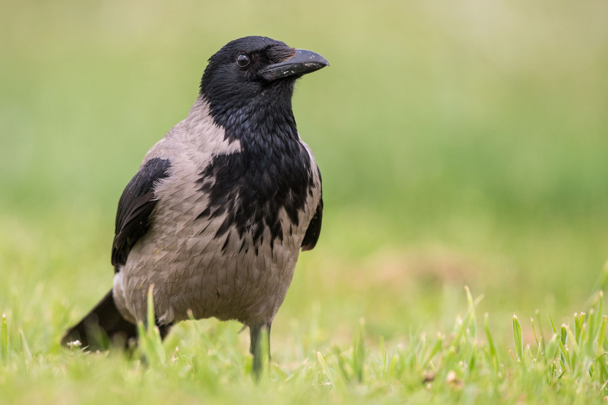 Hooded Crow
