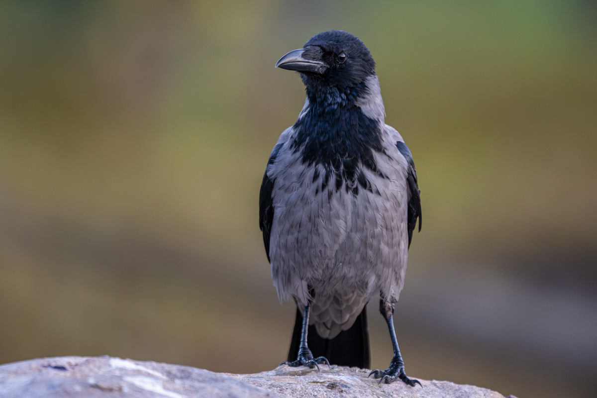Hooded Crow