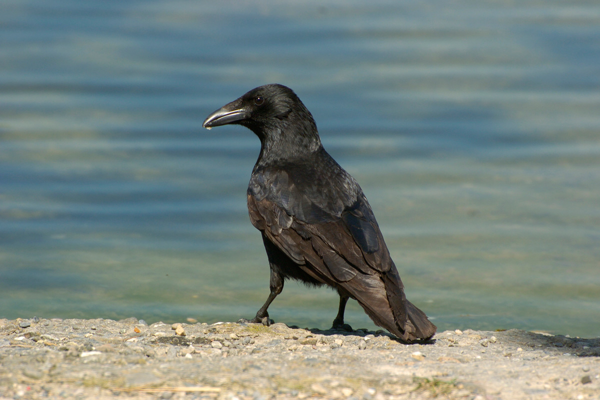 Carrion Crow