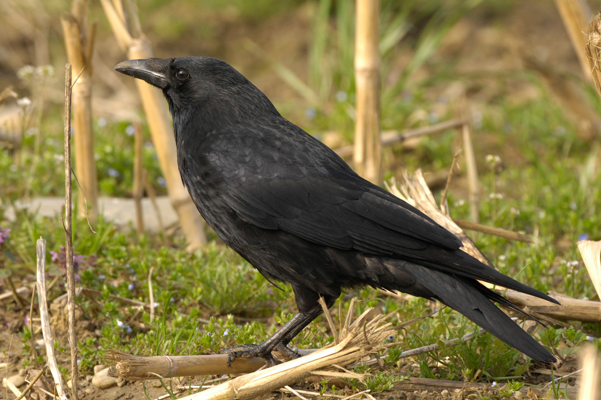 Carrion Crow