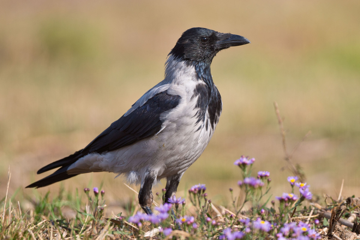 Carrion Crow