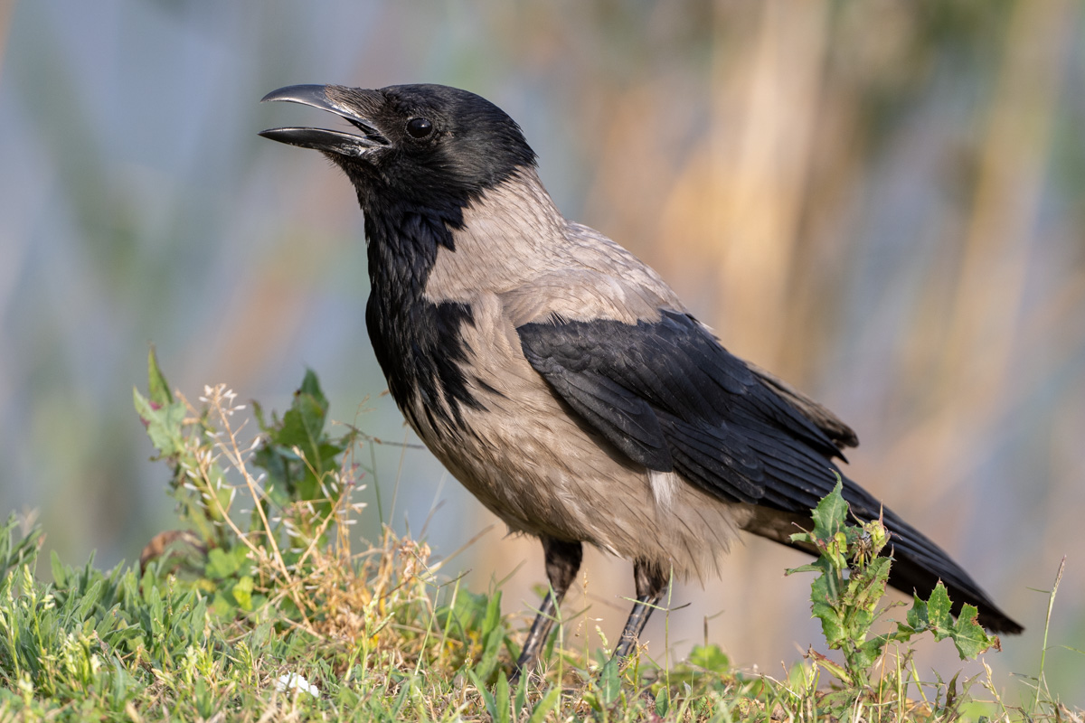 Carrion Crow