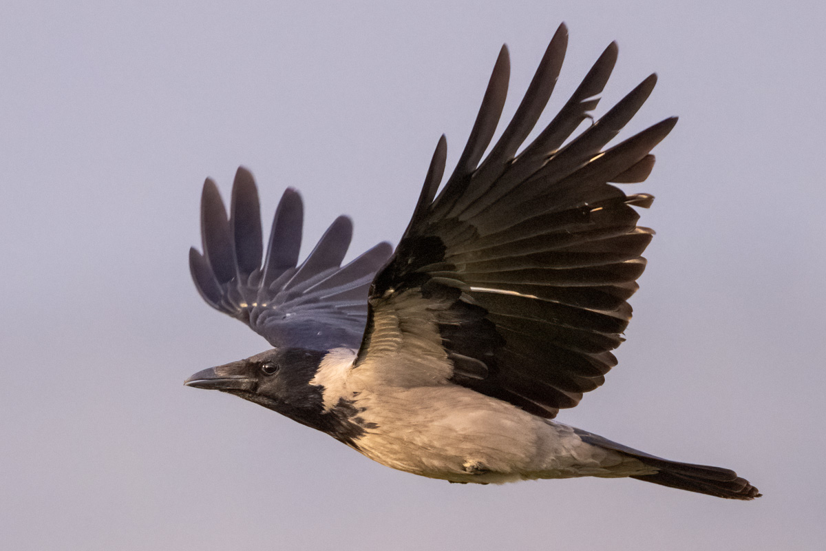 Carrion Crow