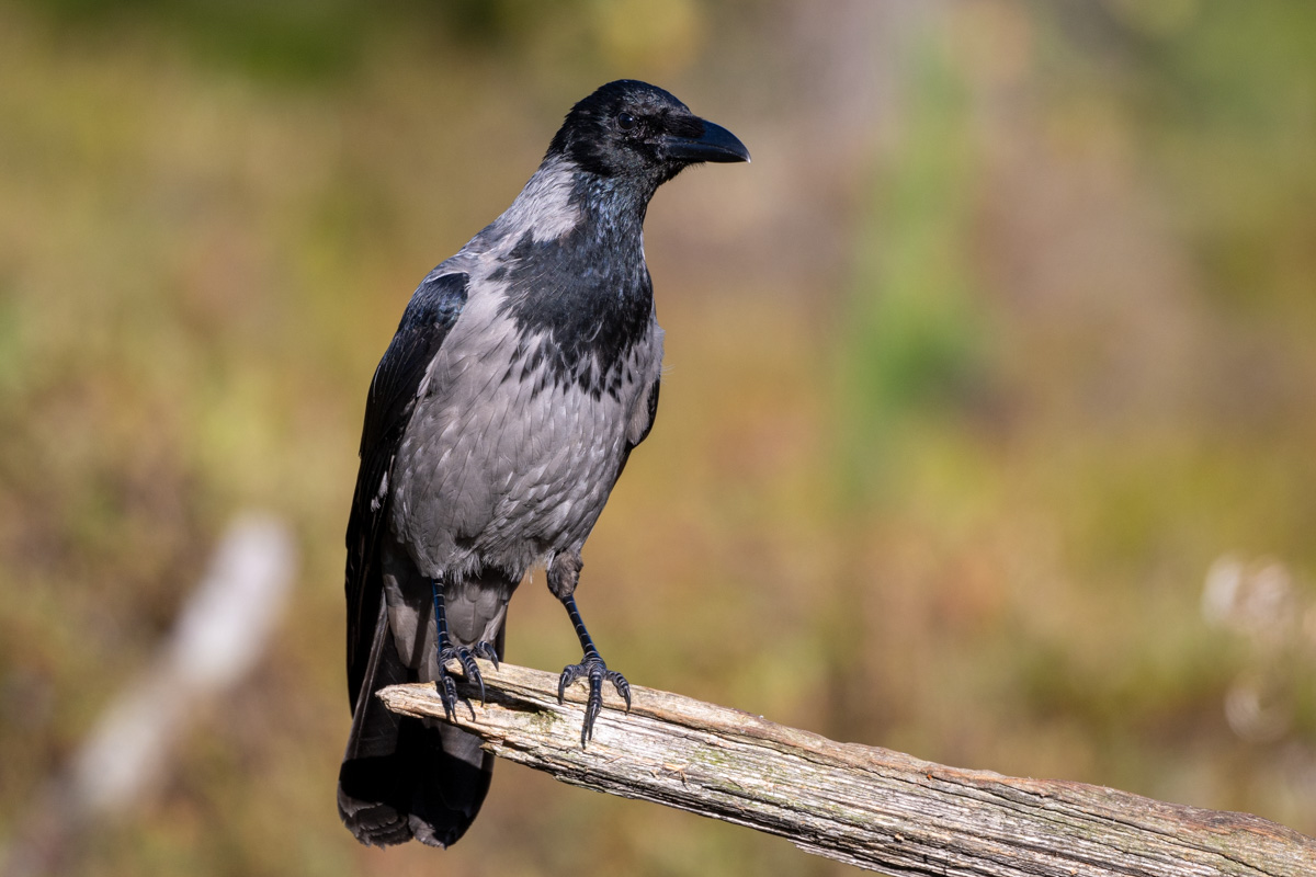 Carrion Crow