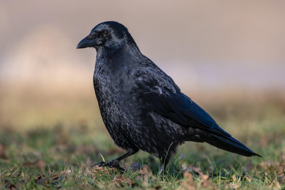 Carrion Crow Carrion Crow