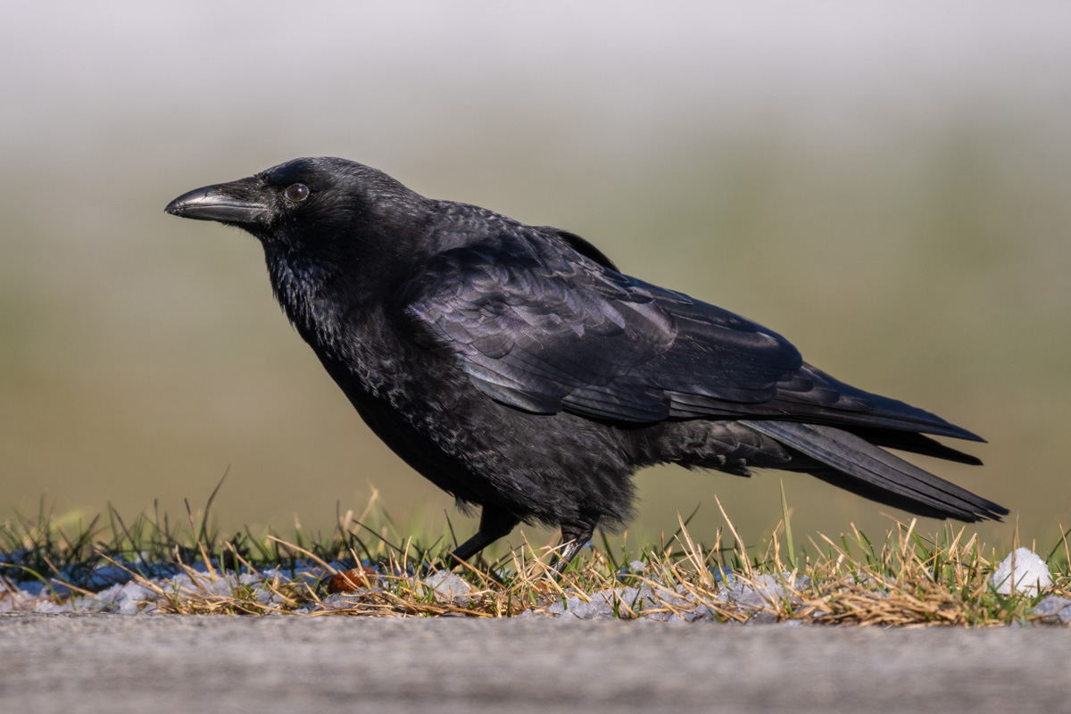 Carrion Crow Carrion Crow