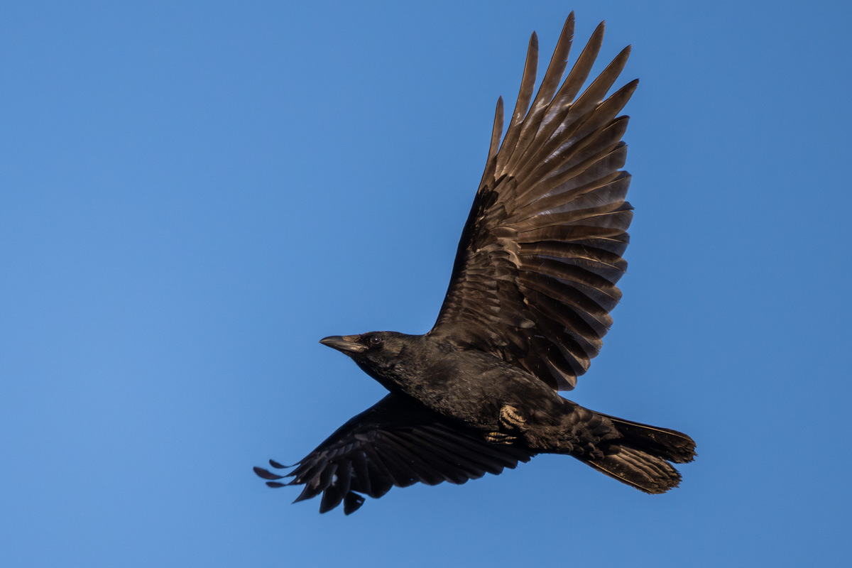 Carrion Crow Carrion Crow