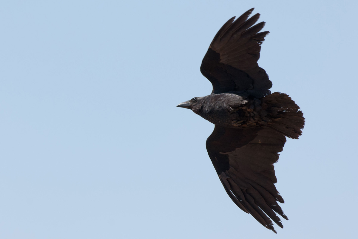 Fan-tailed Raven