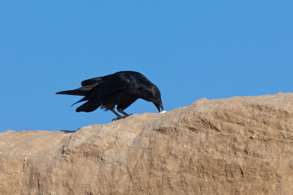 Fan-tailed Raven
