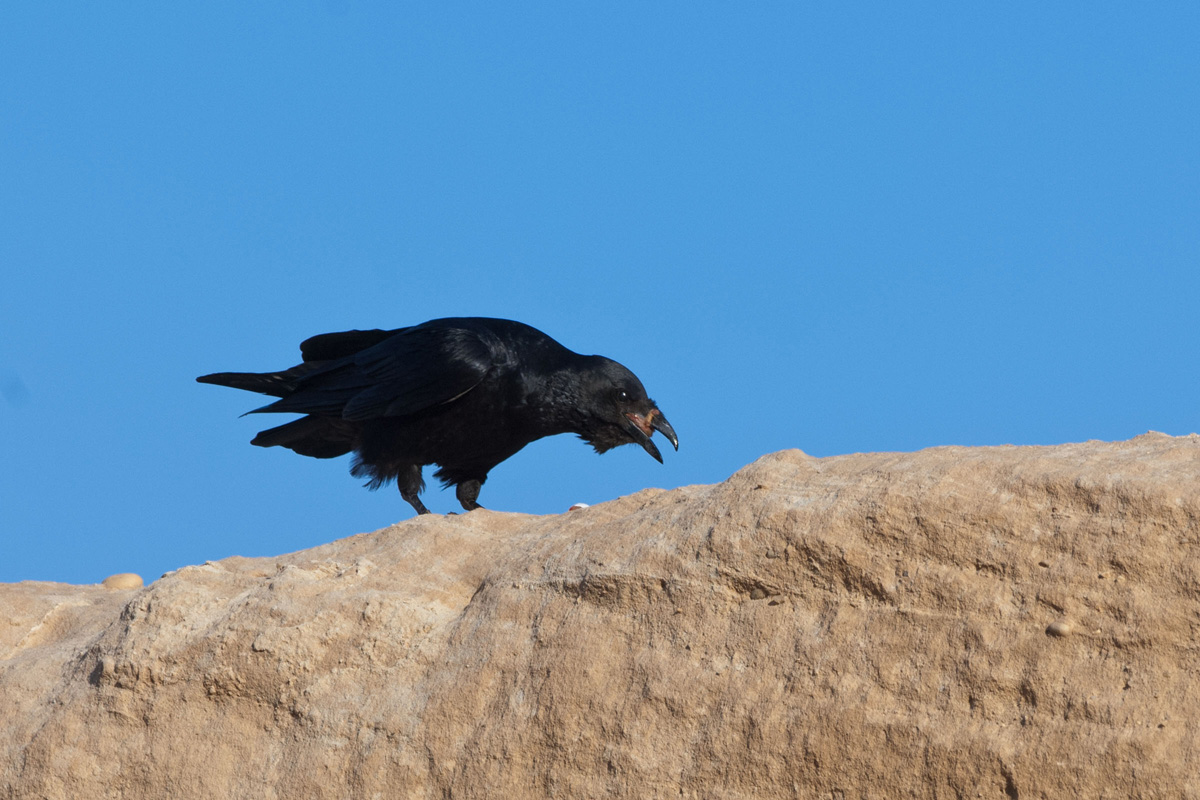 Fan-tailed Raven