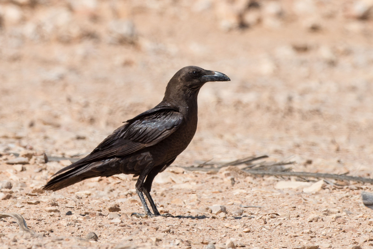 Brown-necked Raven