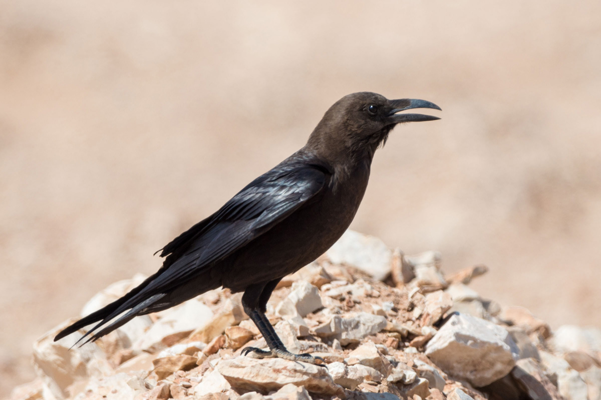Brown-necked Raven