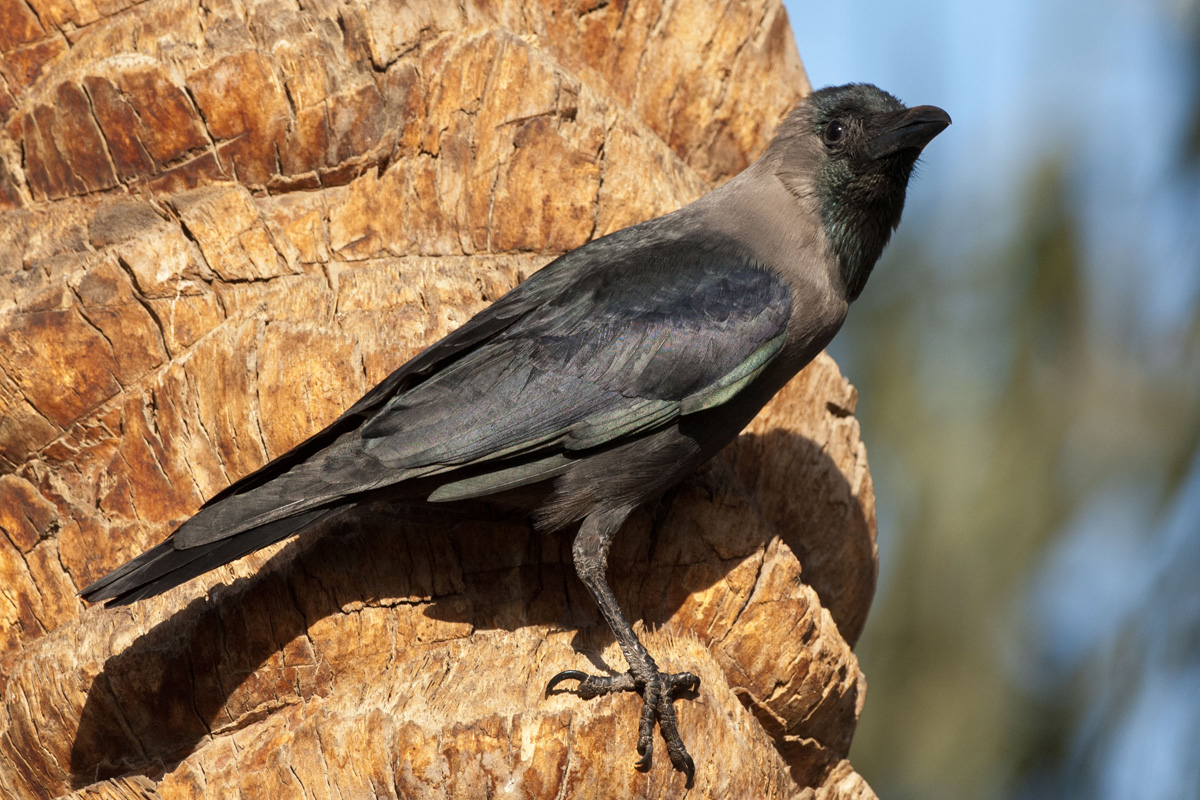 House Crow