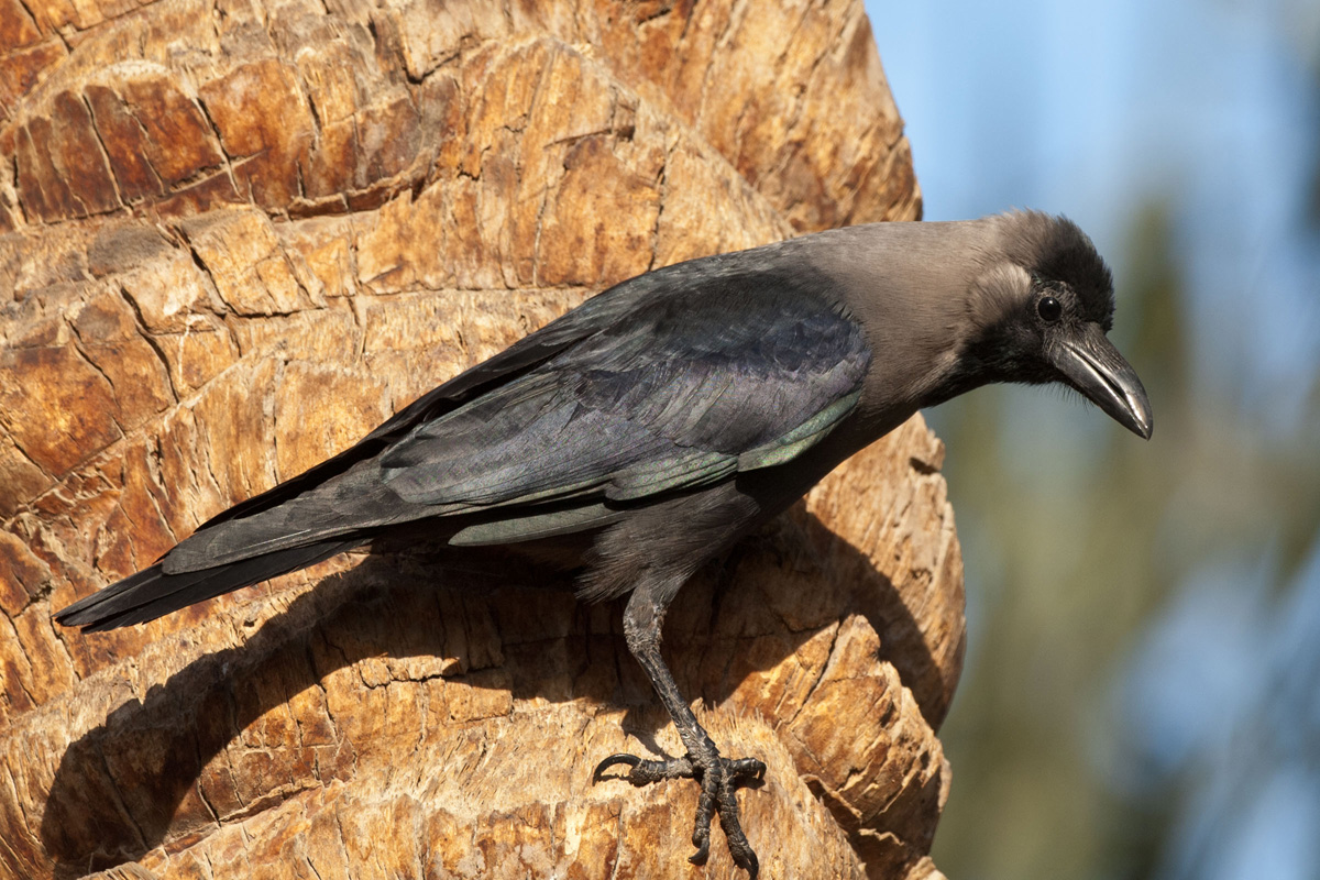House Crow