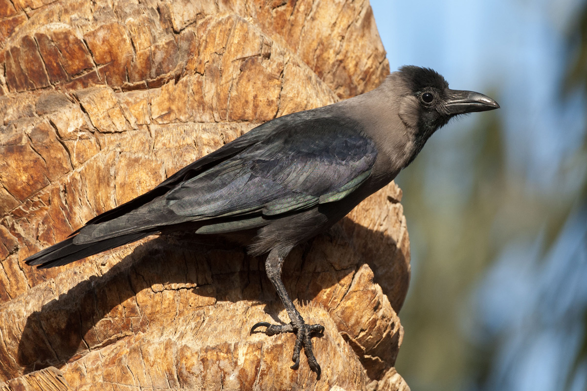 House Crow