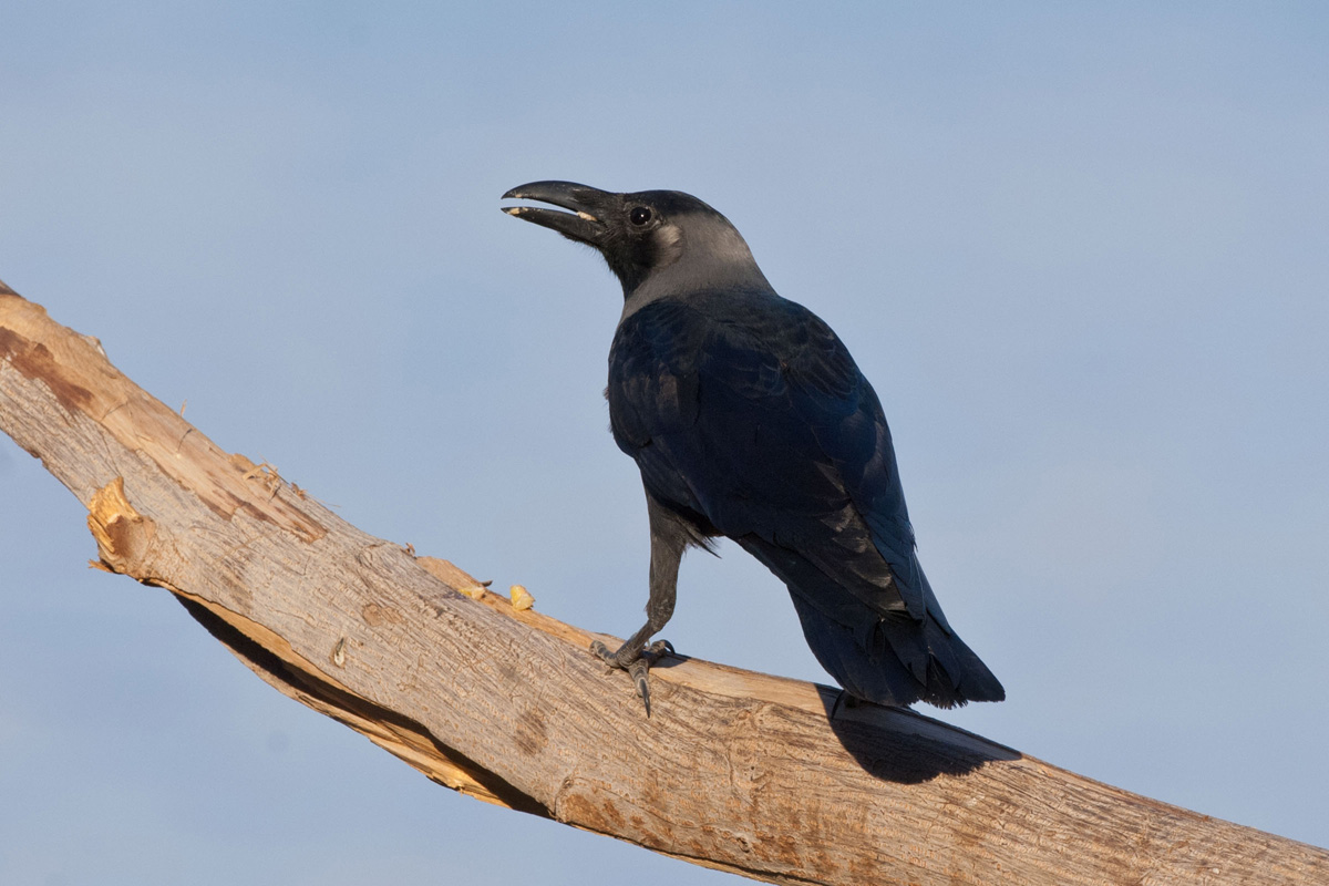House Crow