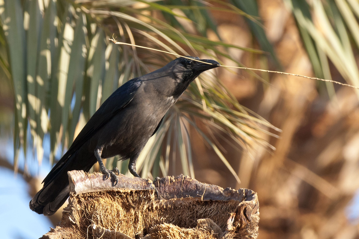 House Crow