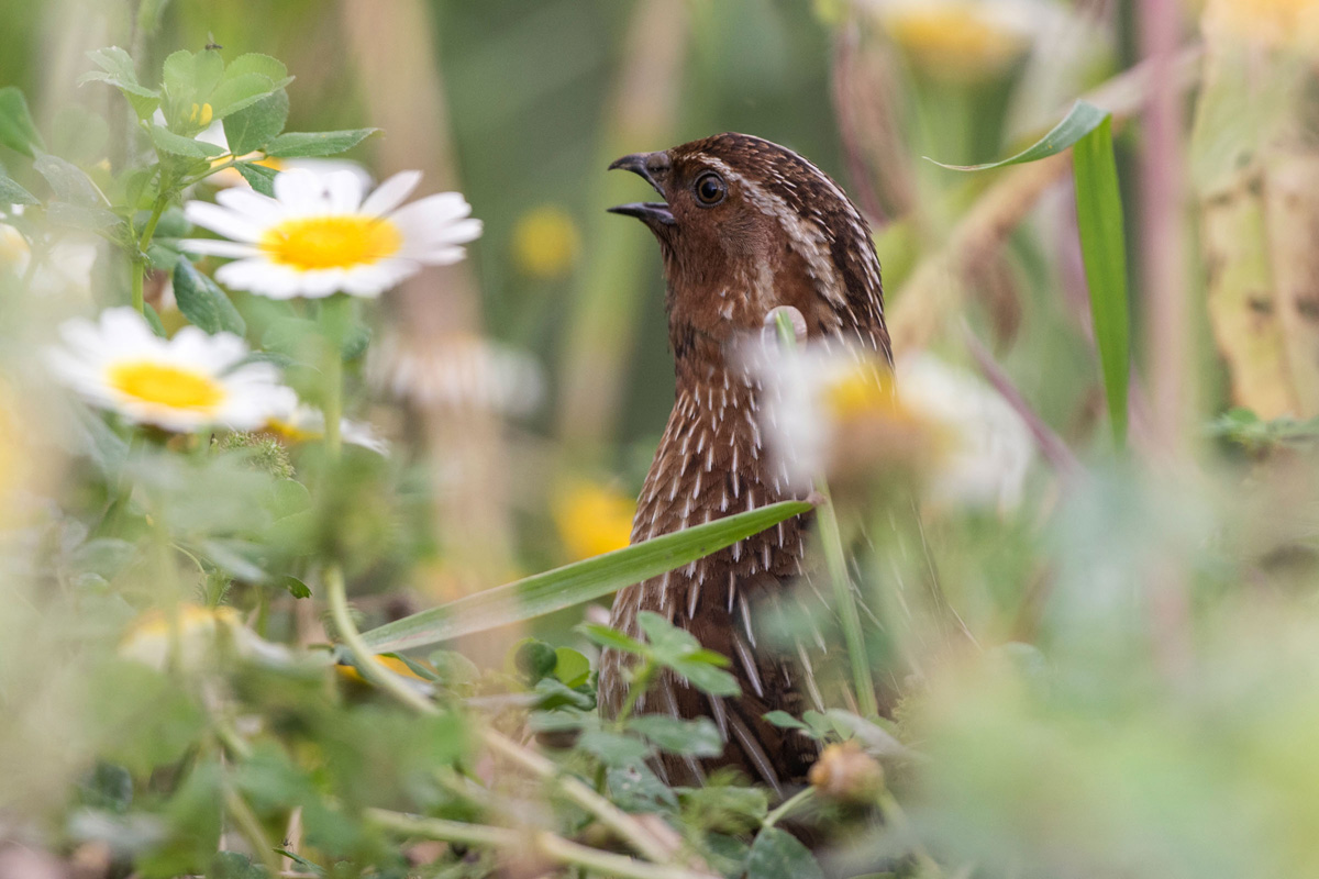 Common Quail