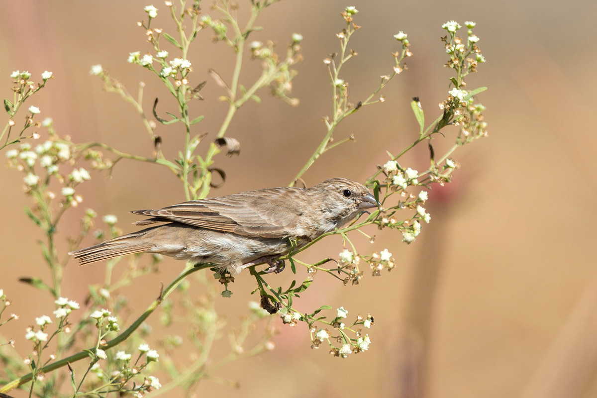 Yemen Serin