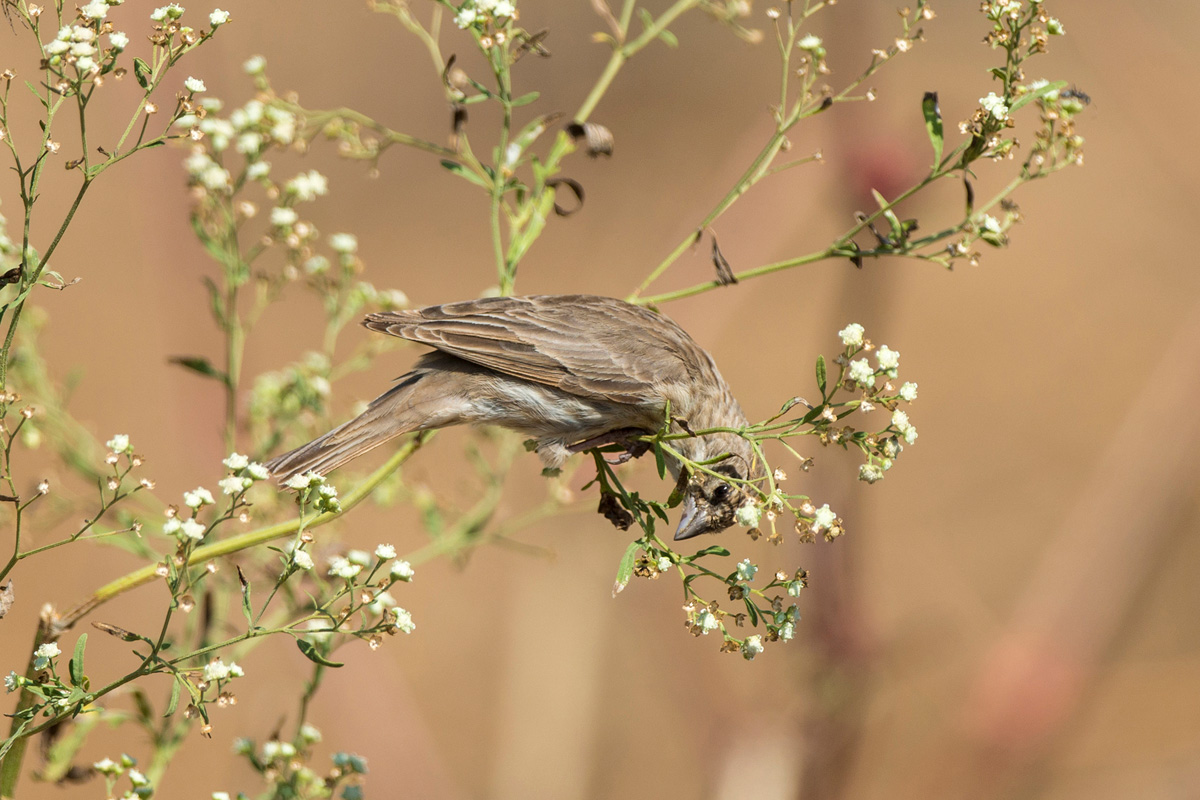 Yemen Serin