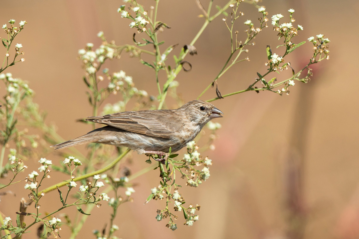 Yemen Serin