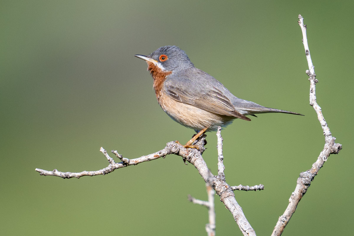 Eastern Subalpine Warbler Eastern Subalpine Warbler
