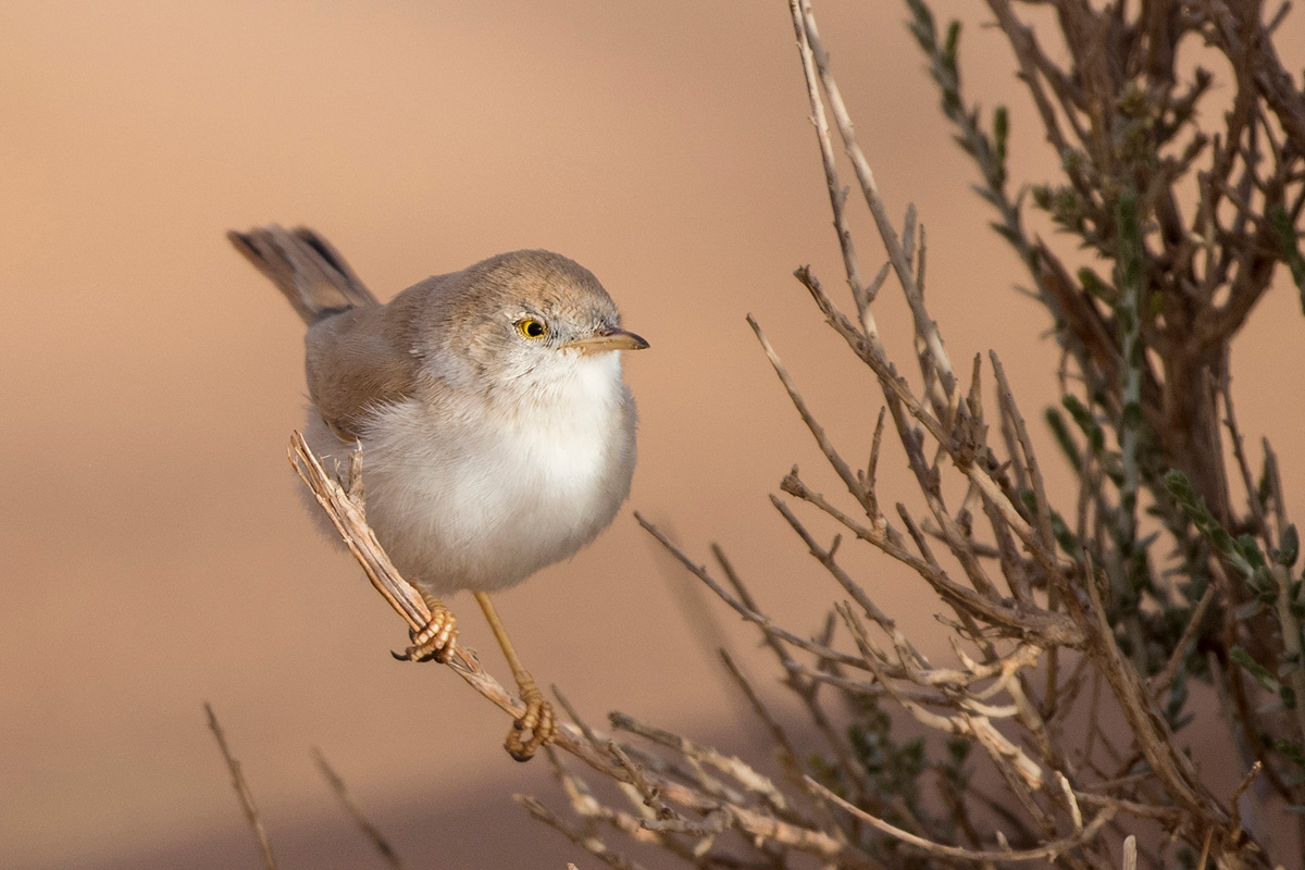 African Desert Warbler