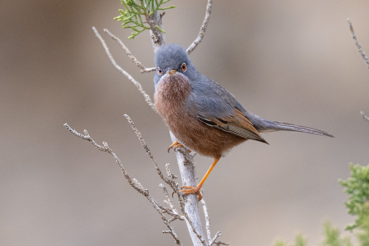 Tristram's Warbler