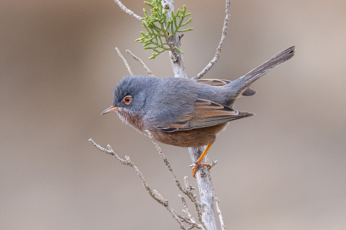 Tristram's Warbler