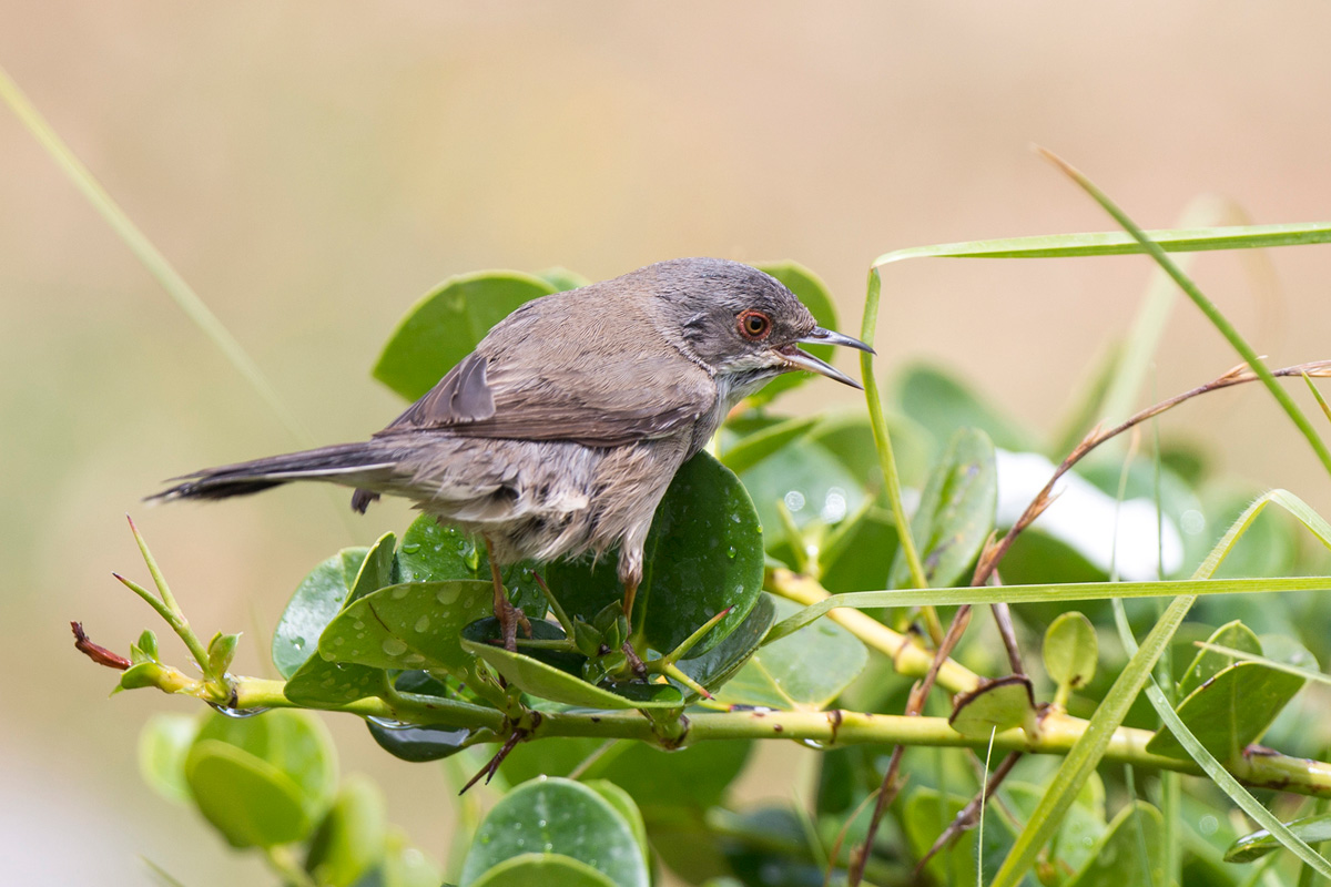 Sardinian Warbler