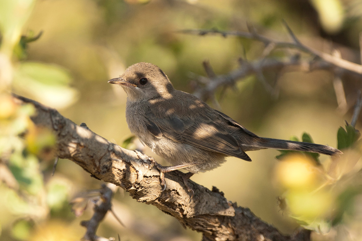 Cyprus Warbler