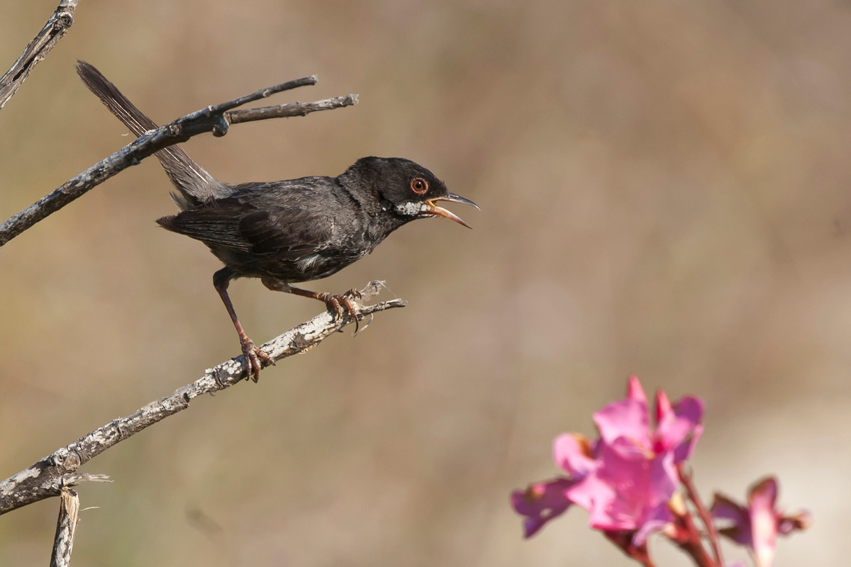 Cyprus Warbler