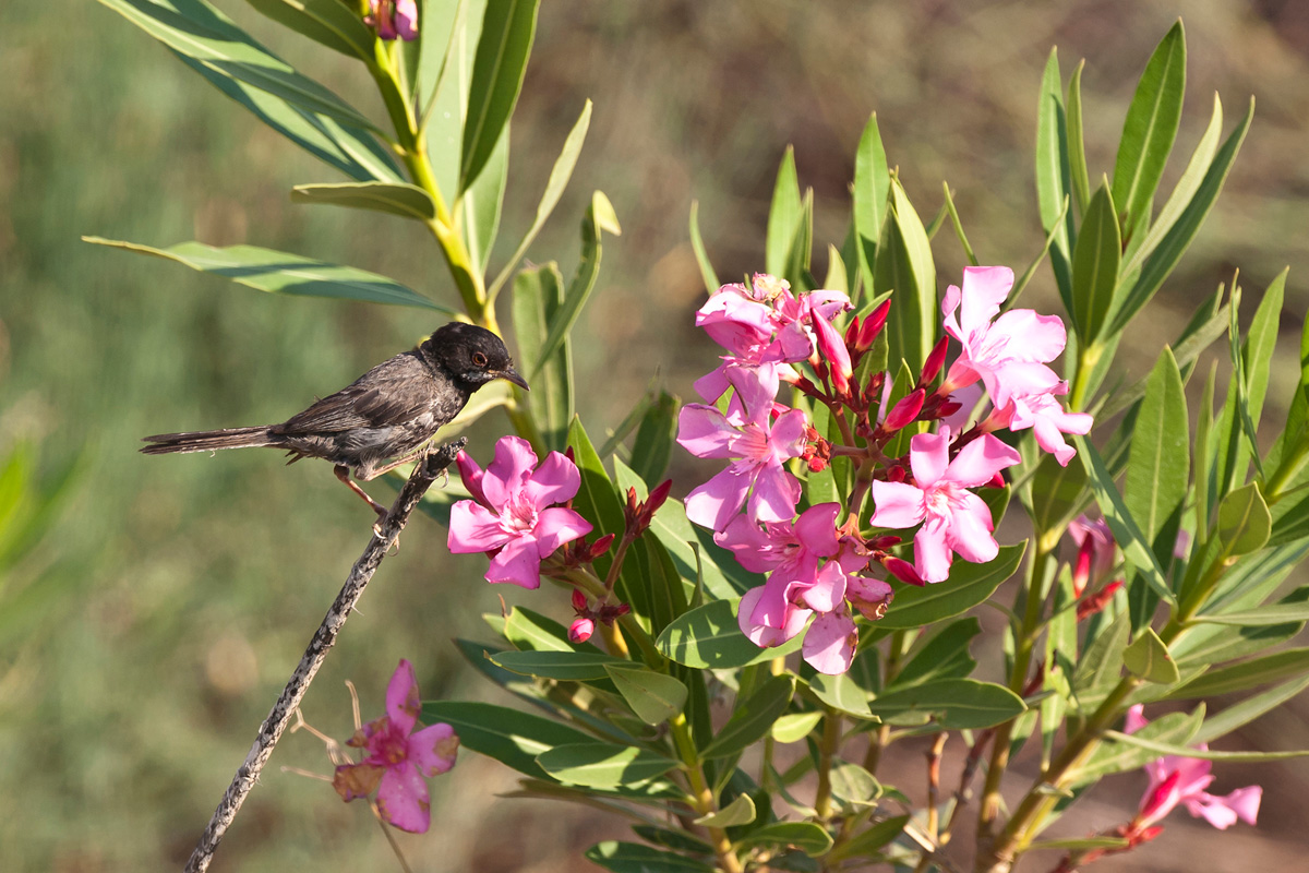 Cyprus Warbler