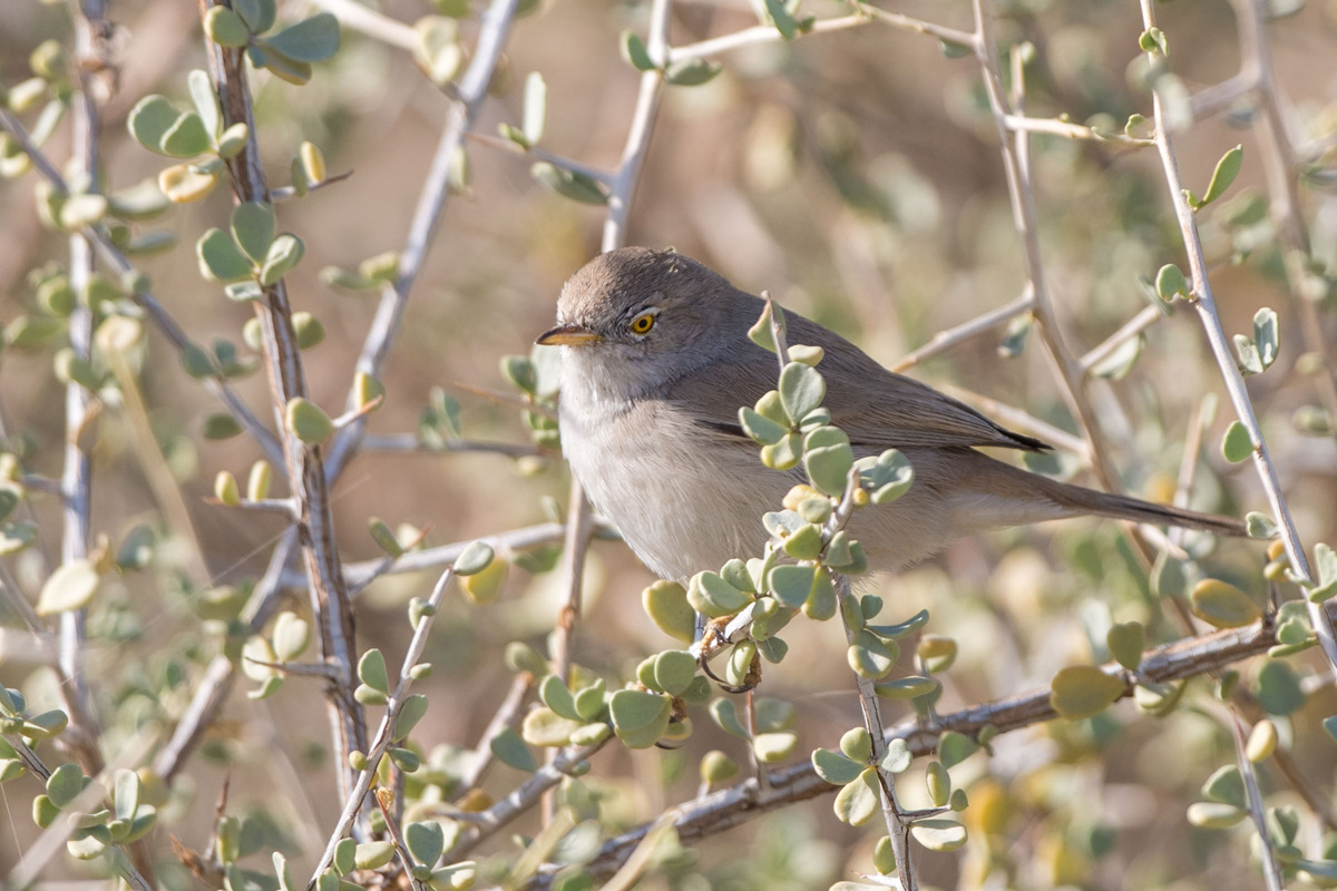 Asian Desert Warbler