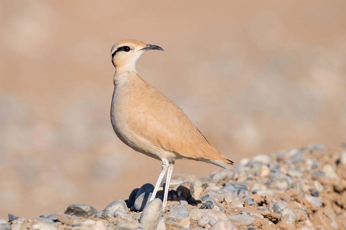 Cream-colored Courser