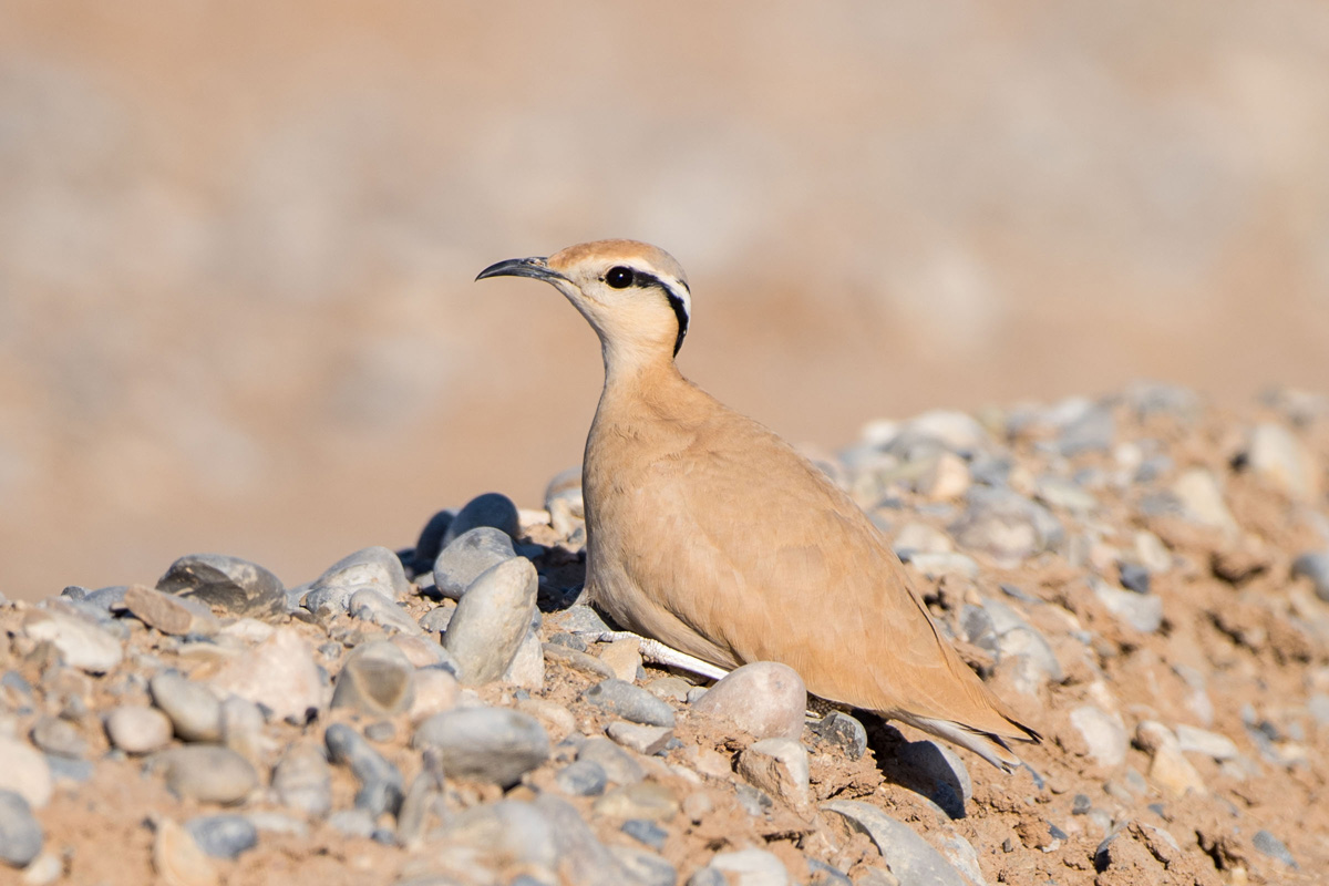 Cream-colored Courser