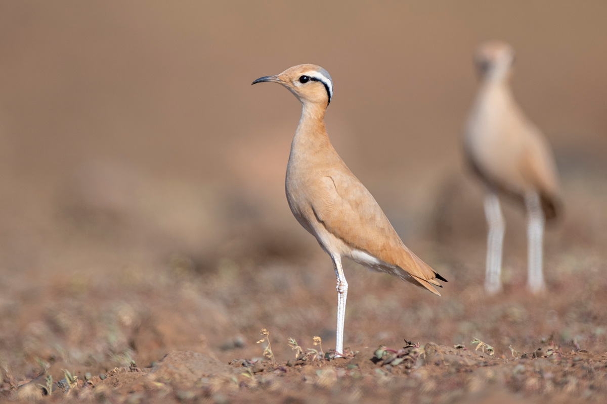 Cream-colored Courser