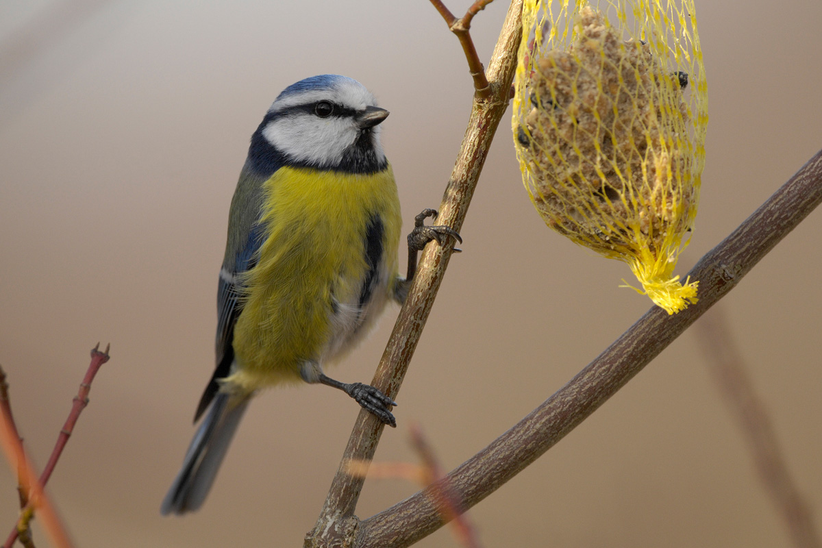 Eurasian Blue Tit