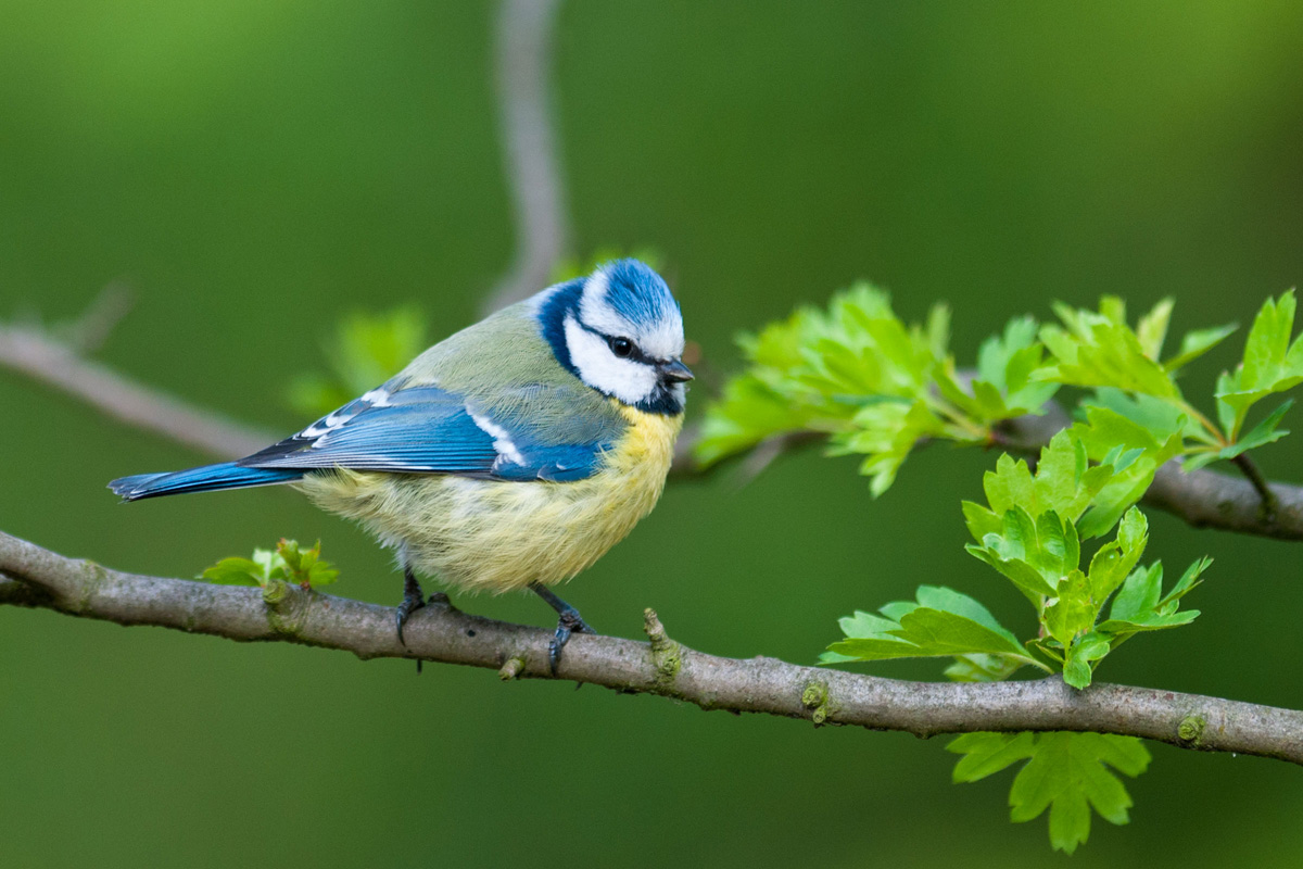 Eurasian Blue Tit