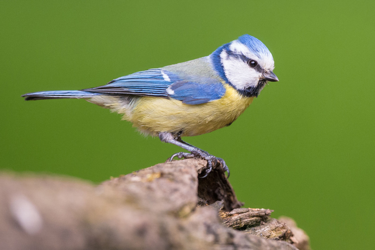 Eurasian Blue Tit