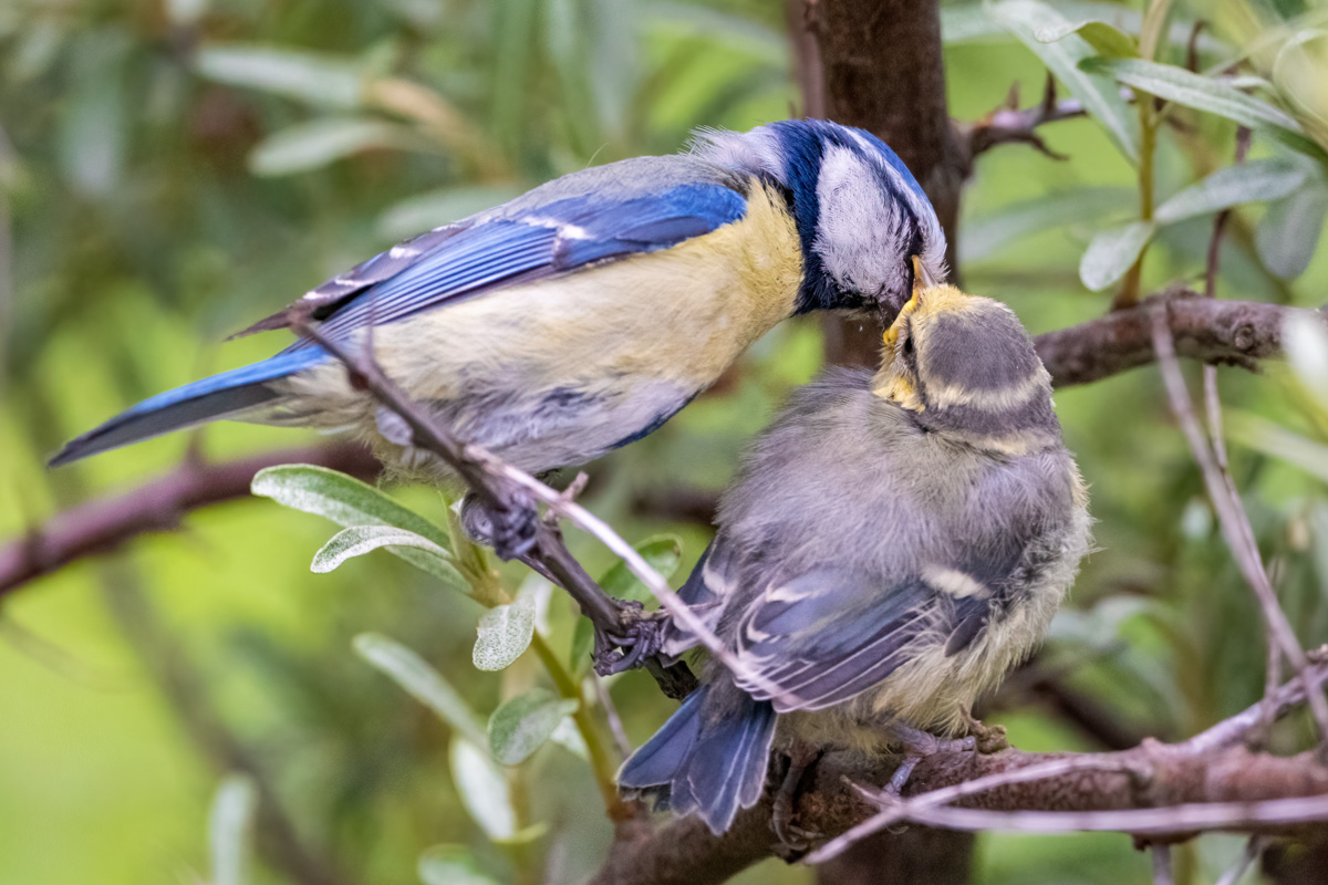 Eurasian Blue Tit
