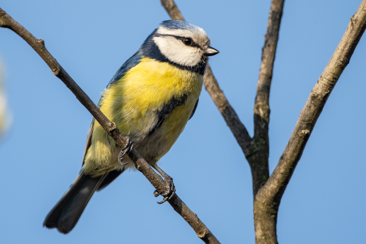 Eurasian Blue Tit