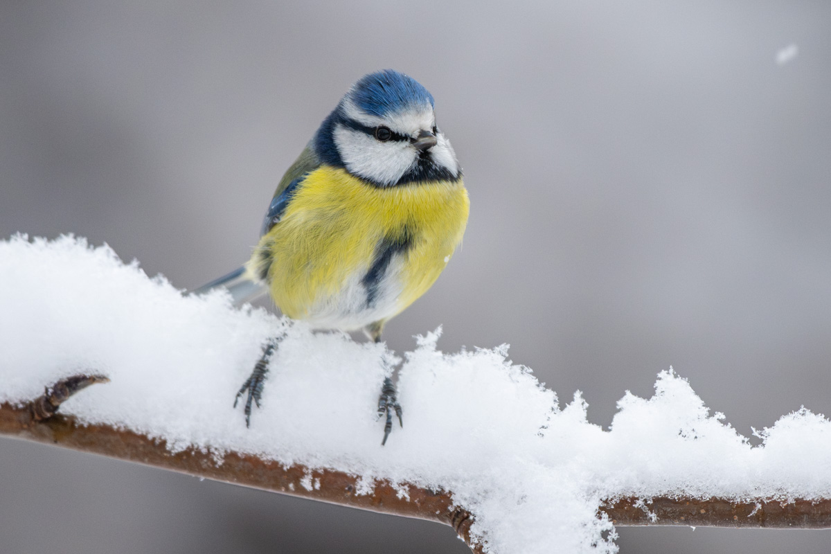 Eurasian Blue Tit