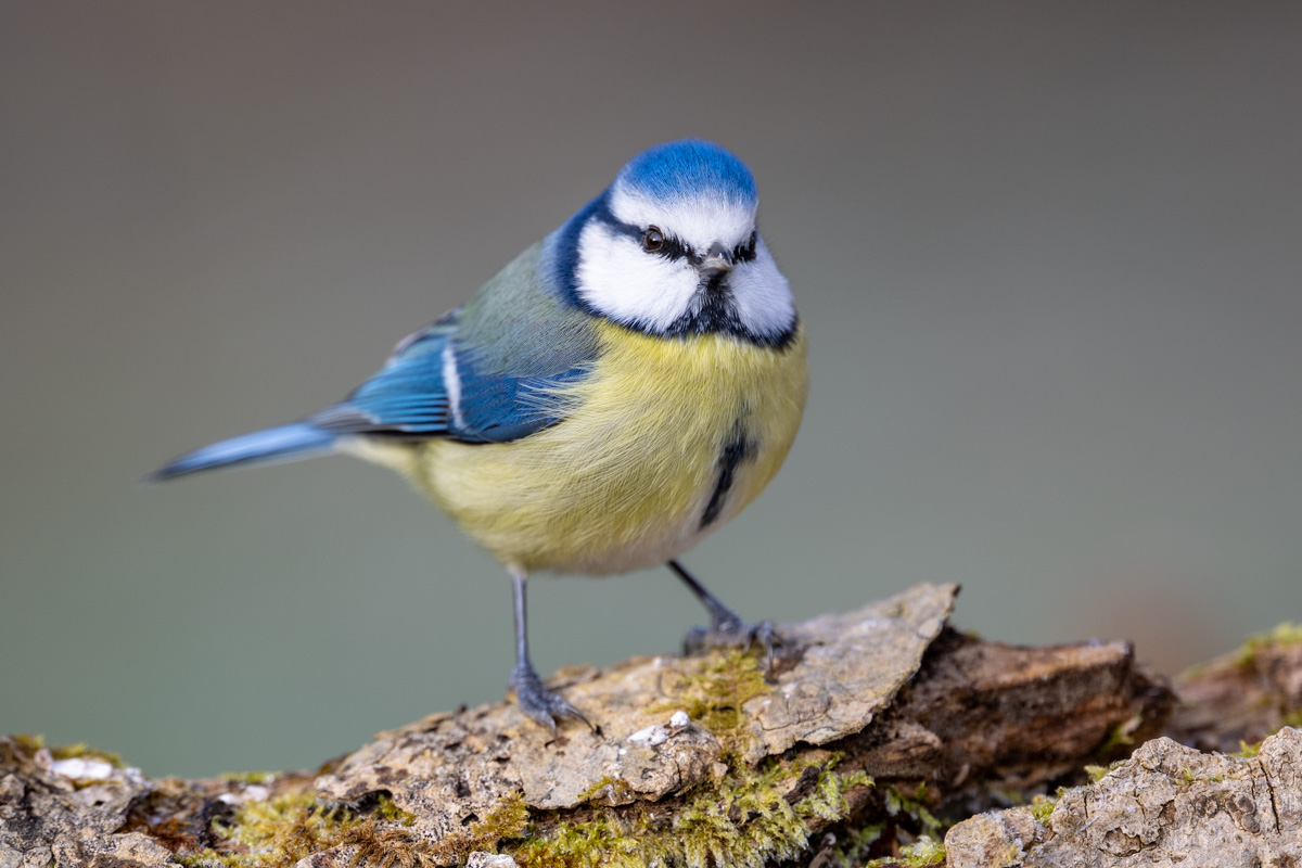 Blaumeise