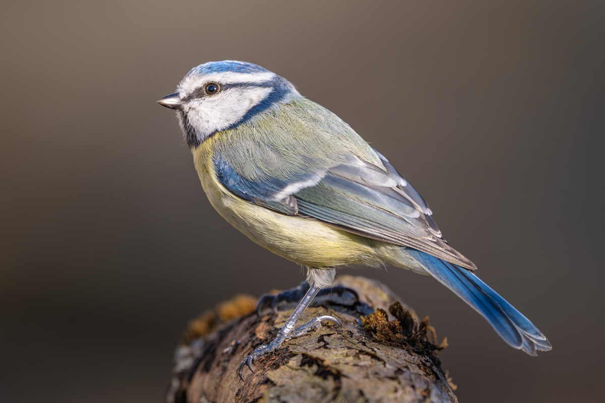 Blaumeise
