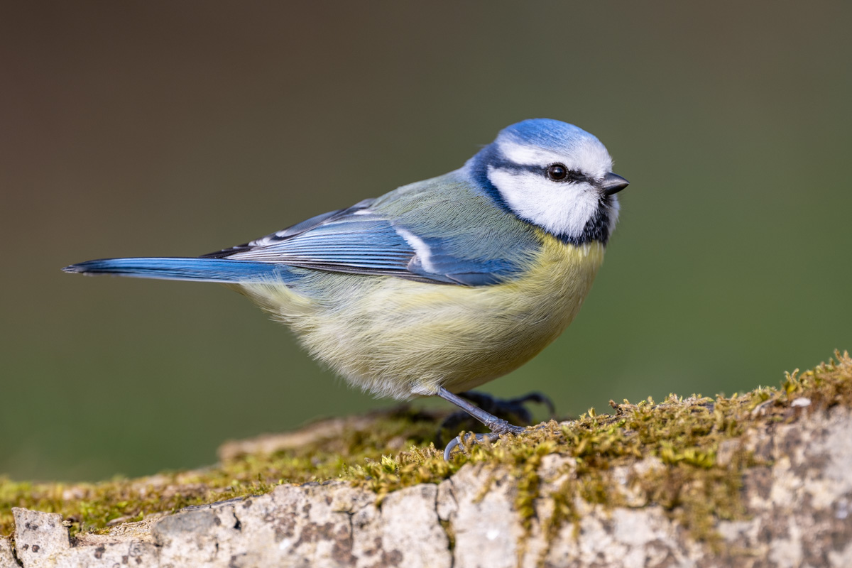 Eurasian Blue Tit